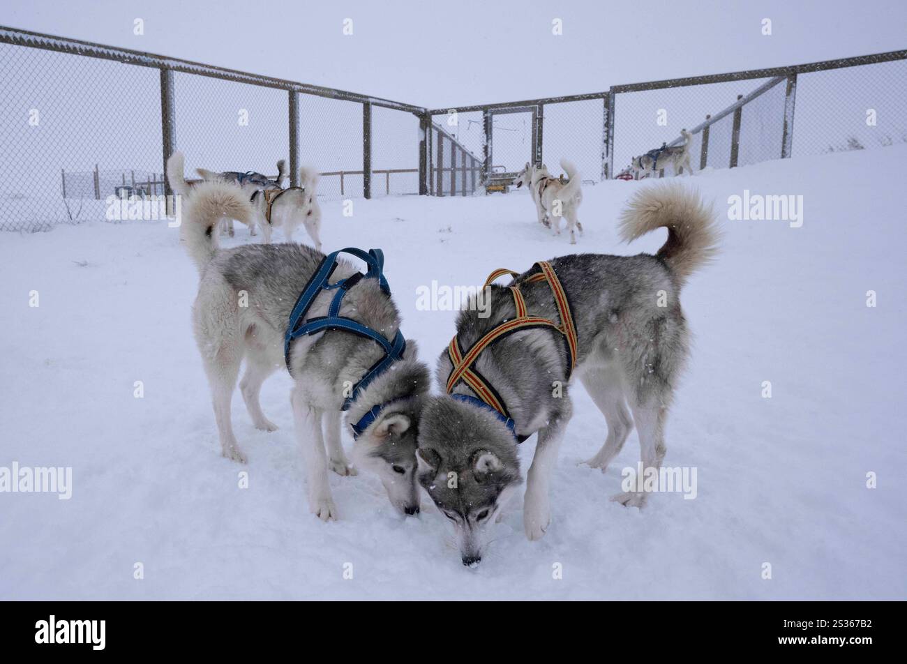 15. Juli 2023, Husavik, Island: Huskies interagieren in einem umzäunten Hof neben einem Schlittenhundeschulationszentrum in Husavik. Hundeschlittenfahrten bieten ein wirklich bemerkenswertes Erlebnis, um die Winterlandschaften des nördlichen Teils des Landes zu erkunden. Mit hauptsächlich ausgebildeten sibirischen Huskys, die für ihre Kälteschonung und ihre Fähigkeit, lange Strecken zu fahren, bekannt sind, können Besucher eine aufregende Fahrt über die verschneite Tundra genießen. Unter der Leitung von lokalen Experten können die Reisenden nicht nur die natürliche Schönheit der Region bewundern, sondern auch mit den Hunden interagieren und mehr über ihre Trips erfahren Stockfoto