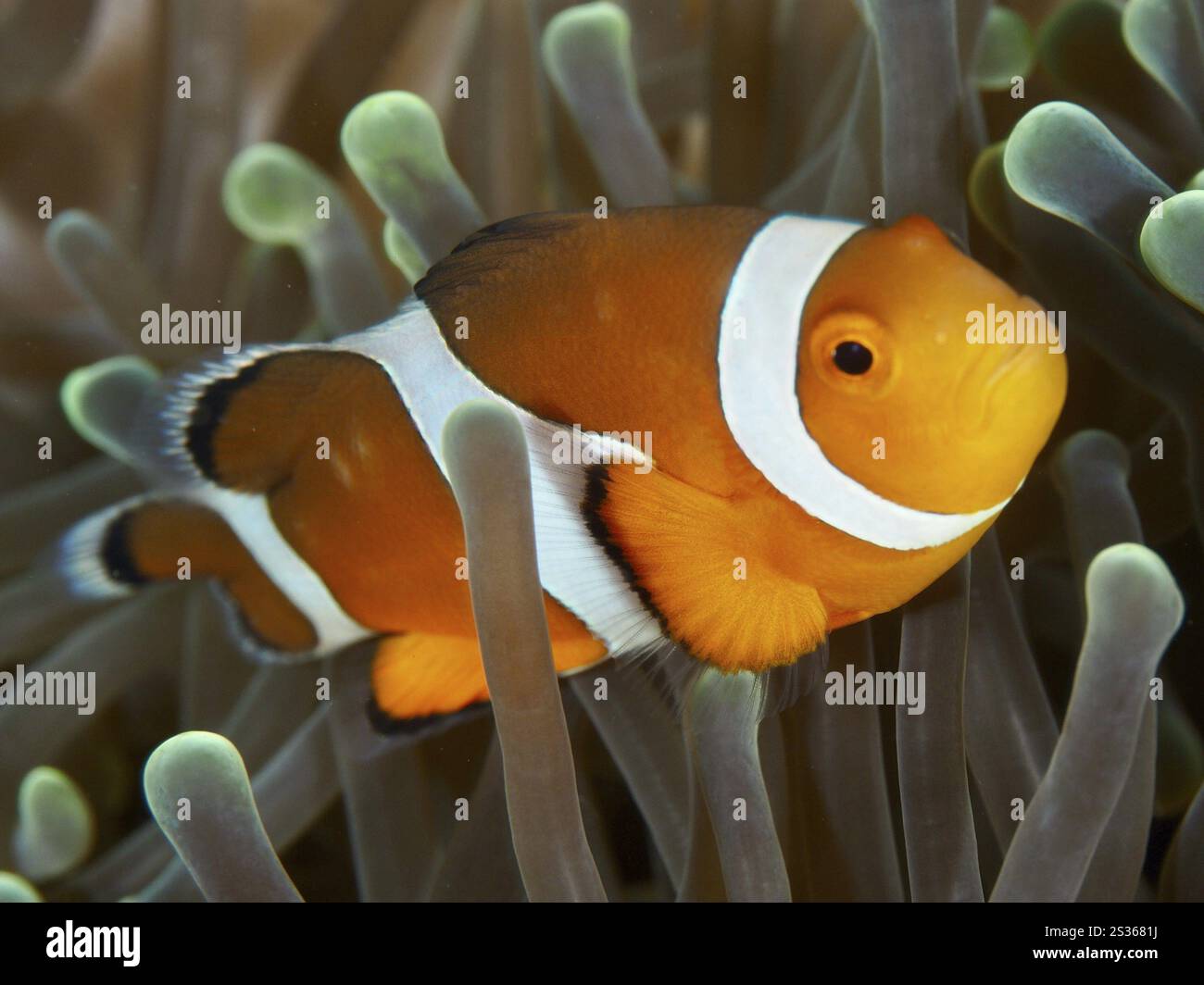 Nahaufnahme eines orange-weißen Ocellaris Clownfisches (Amphiprion ocellaris) in einer Meeresanemone, ruhige Atmosphäre, Tauchplatz Spice Reef, Penyapangan, Bali, Ind Stockfoto