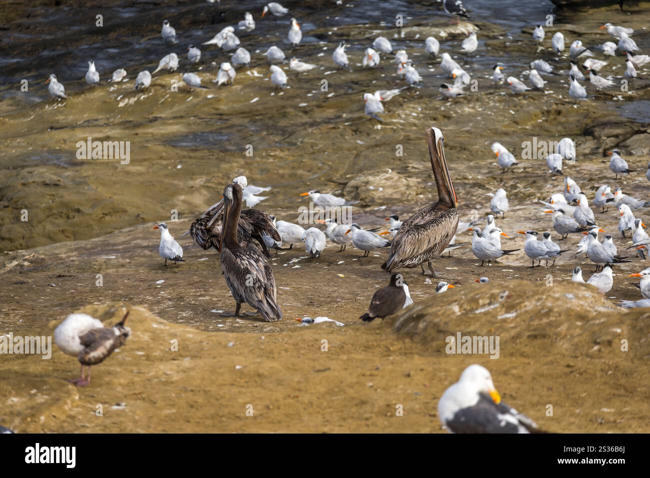 Vogelwelt in La Jolla Cove in La Jolla, Kalifornien. Stockfoto