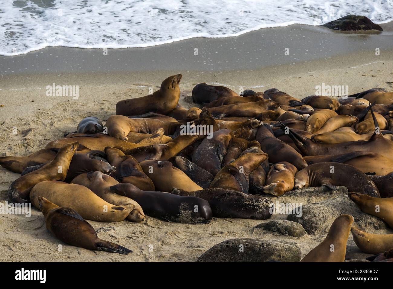 Seelöwen am Boomer Beach in La Jolla, Kalifornien. Stockfoto