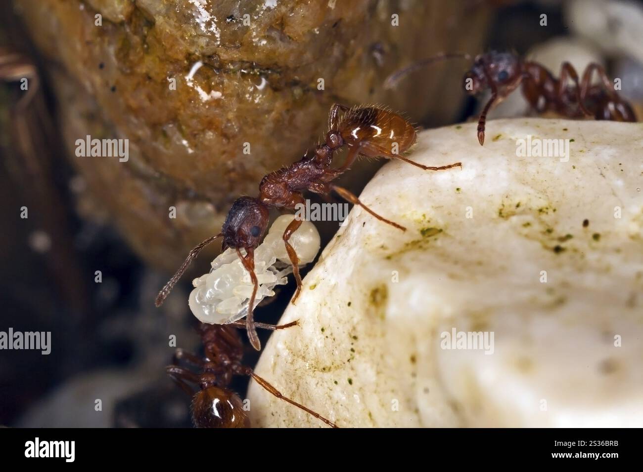 Myrmica rubra, rot-gelb geknotete Ameise Stockfoto