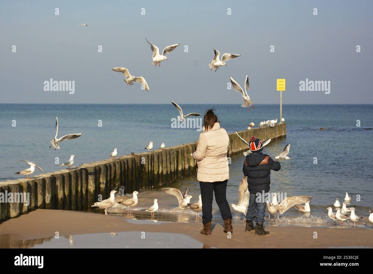 Möwen am Strand am Kohlberg in Polen Stockfoto