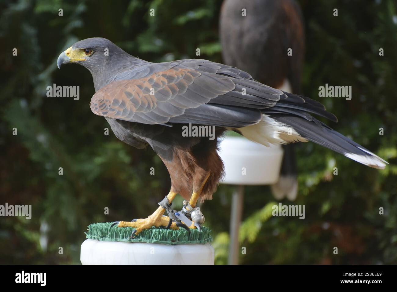 Wüstenbussard Sally am Falkenhof Potsdam Stockfoto