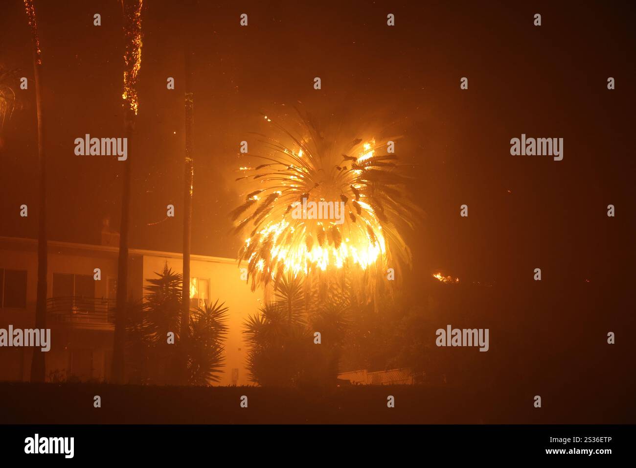 Eine brennende Palme strahlt feurige Glut in der Nähe von Häusern aus, während das Feuer von Palisades am 8. Januar 2025 in Los Angeles, Kalifornien, Chaos anrichtet. (Foto von CAL FIRE) Stockfoto