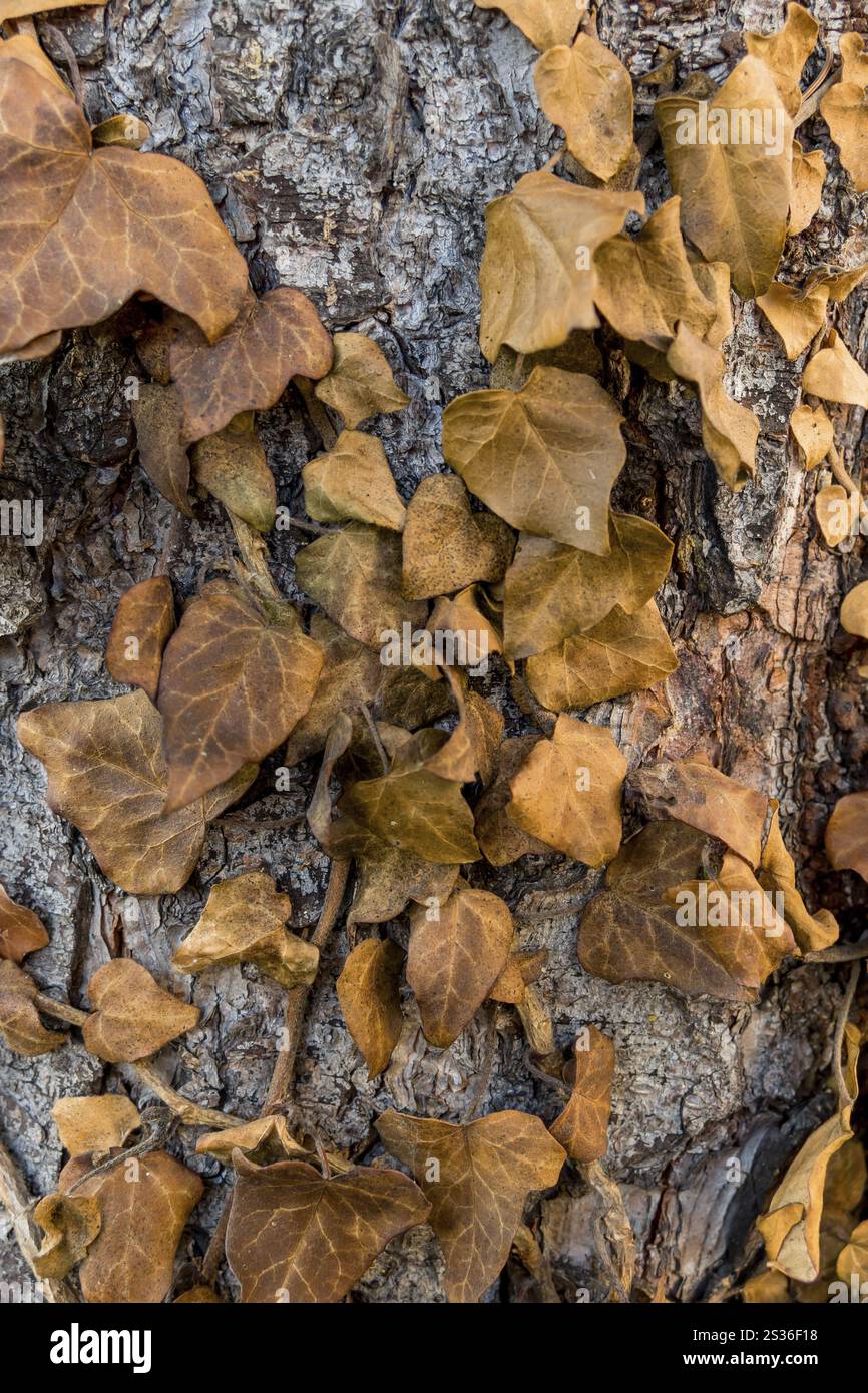 Brauner Efeu auf dem Baumstamm, Symbol des Herbstes, Veränderung, Tod Österreich Stockfoto