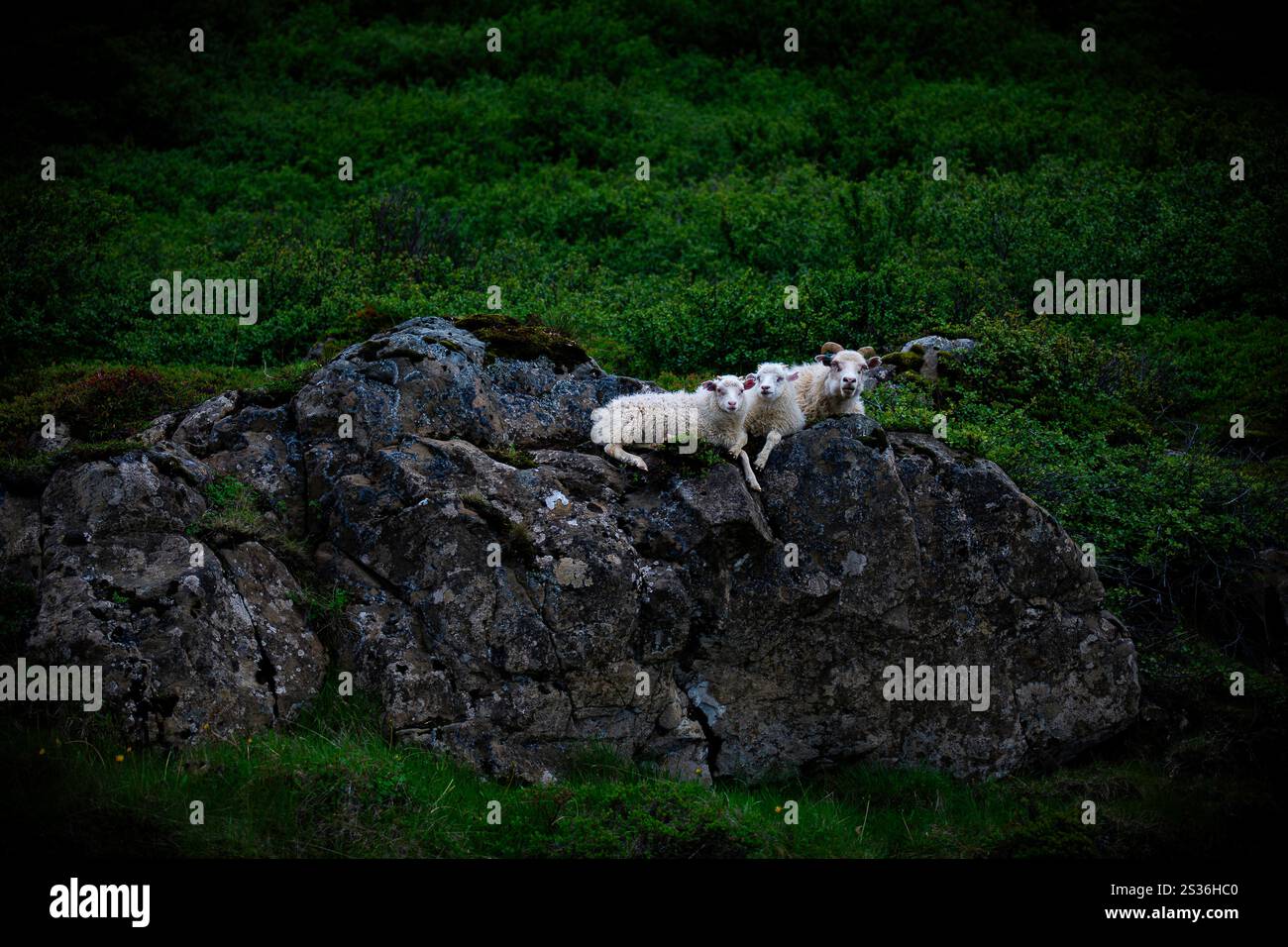 Mutterschafe und Lämmer ruhen auf Felsen in Island Stockfoto