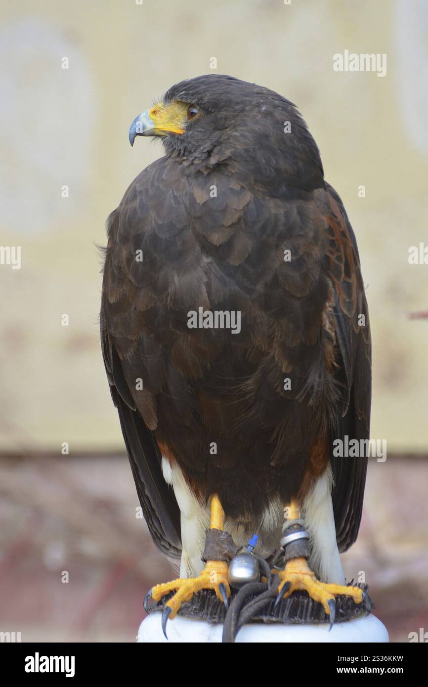 Männlicher Wüstenbussard Harry im Falkenhof Potsdam Stockfoto