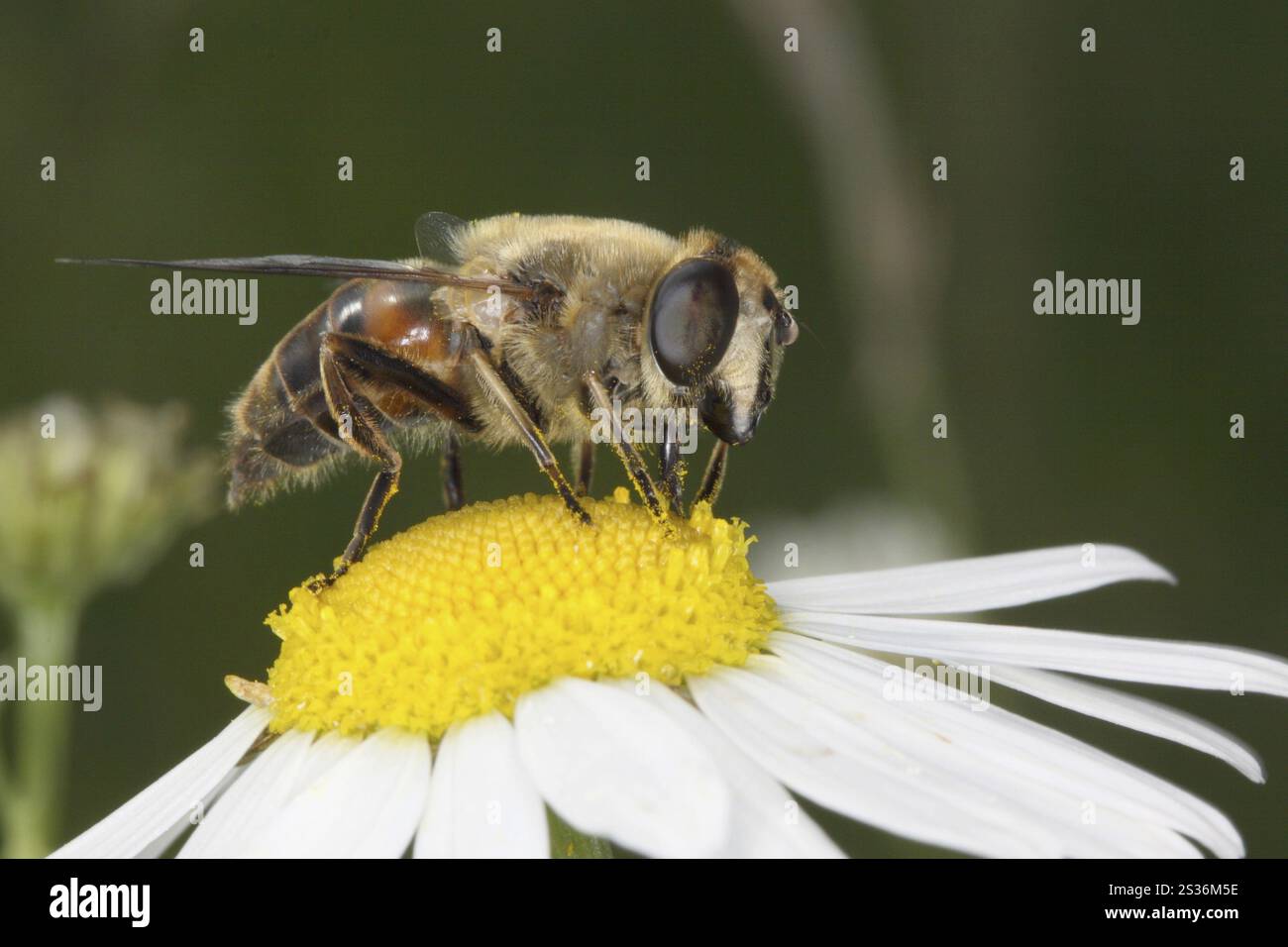 Hoverfly Spezies, Dungbiene, hoverfly Spezies Stockfoto