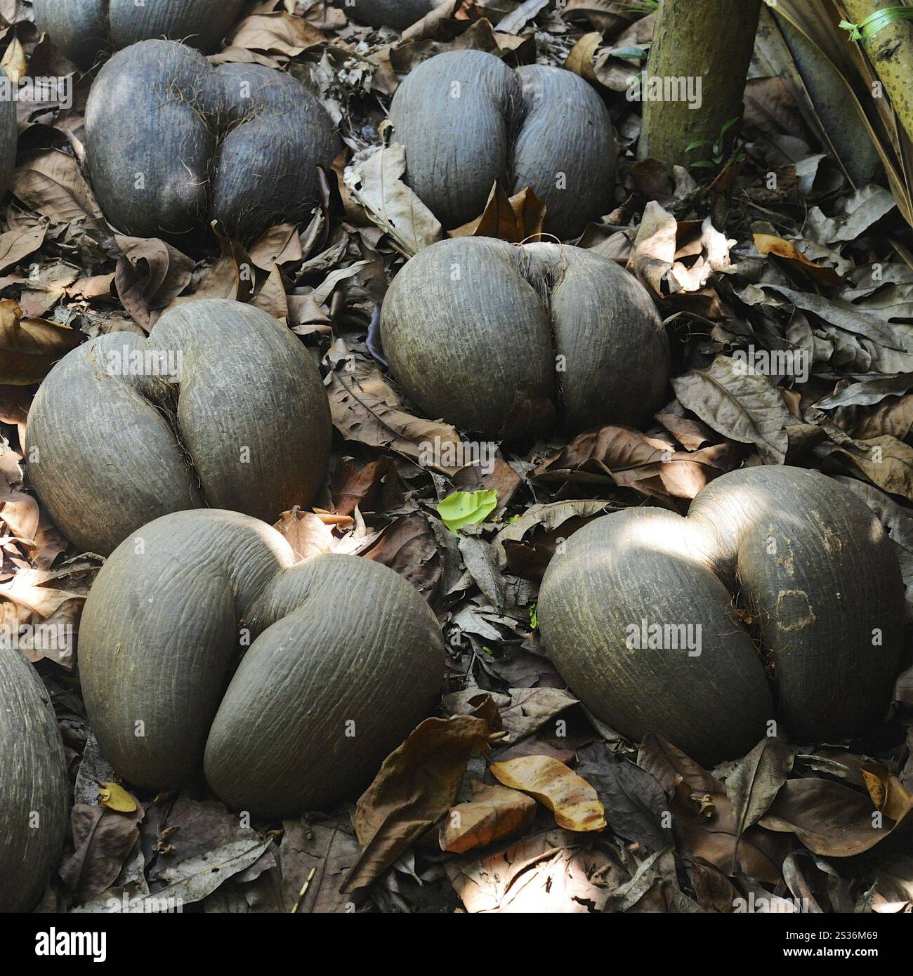 Coco de Mer, das größte Saatgut der Welt Stockfoto