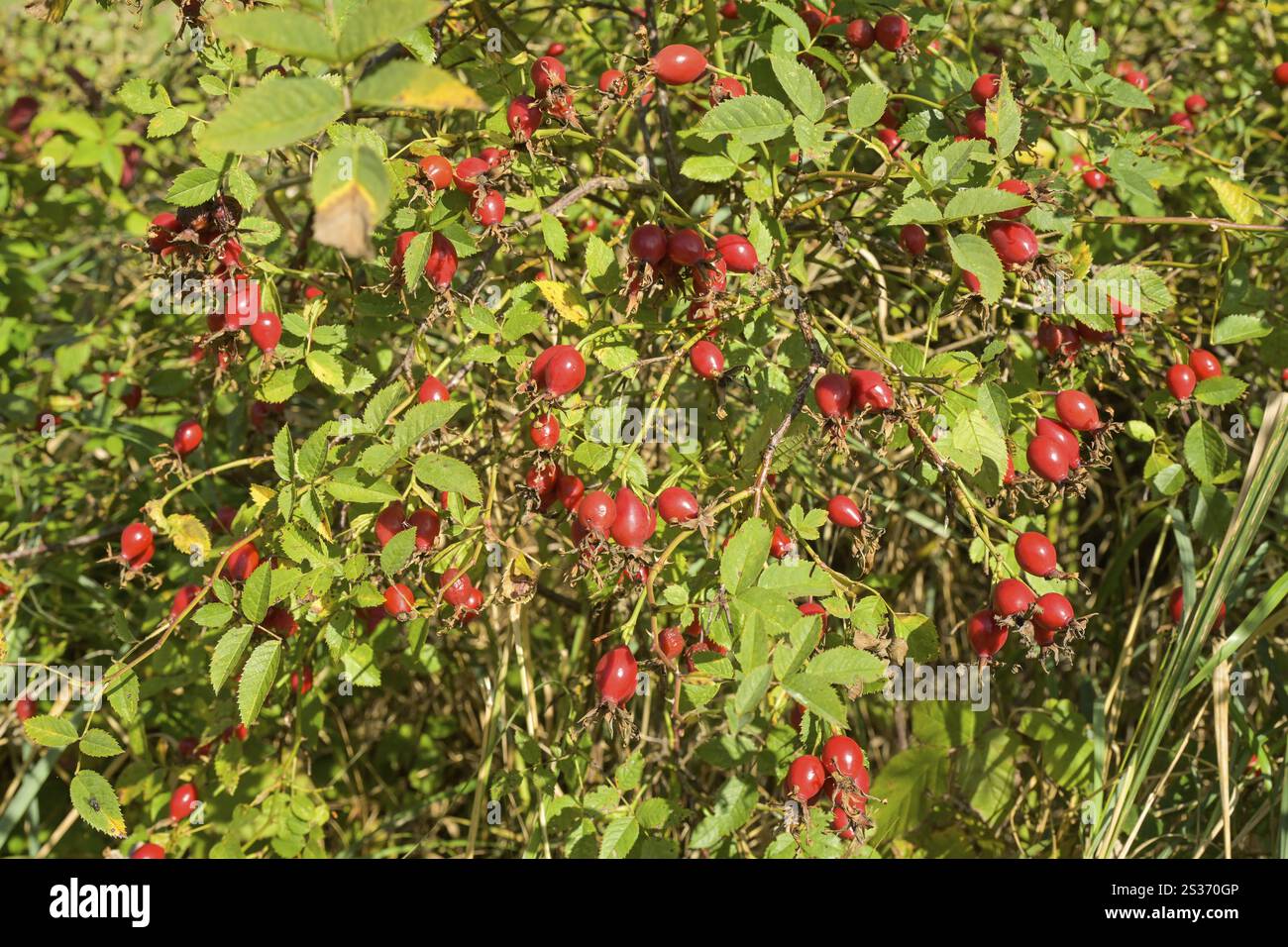 Hagebutte der Hunderose Rosa canina Stockfoto