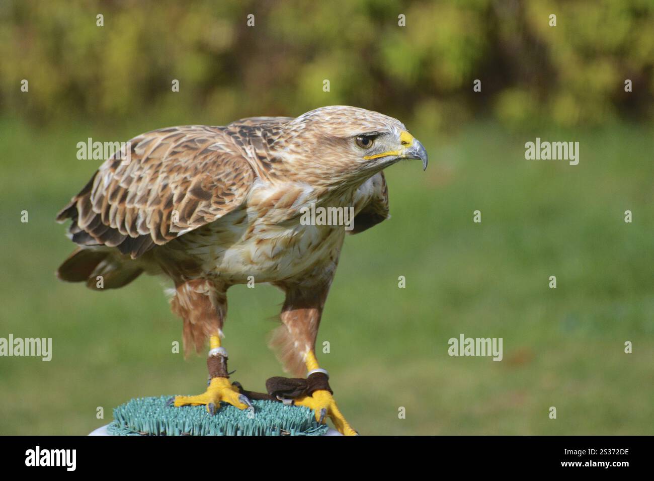 Adlerbussard Artos am Falkenhof Potsdam Stockfoto