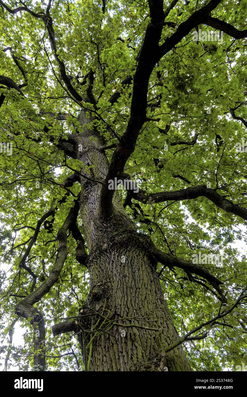Laubbaum und Baumwipfel, Symbol für Wachstum, Leben, Naturschutz, Netzwerk Österreich Stockfoto