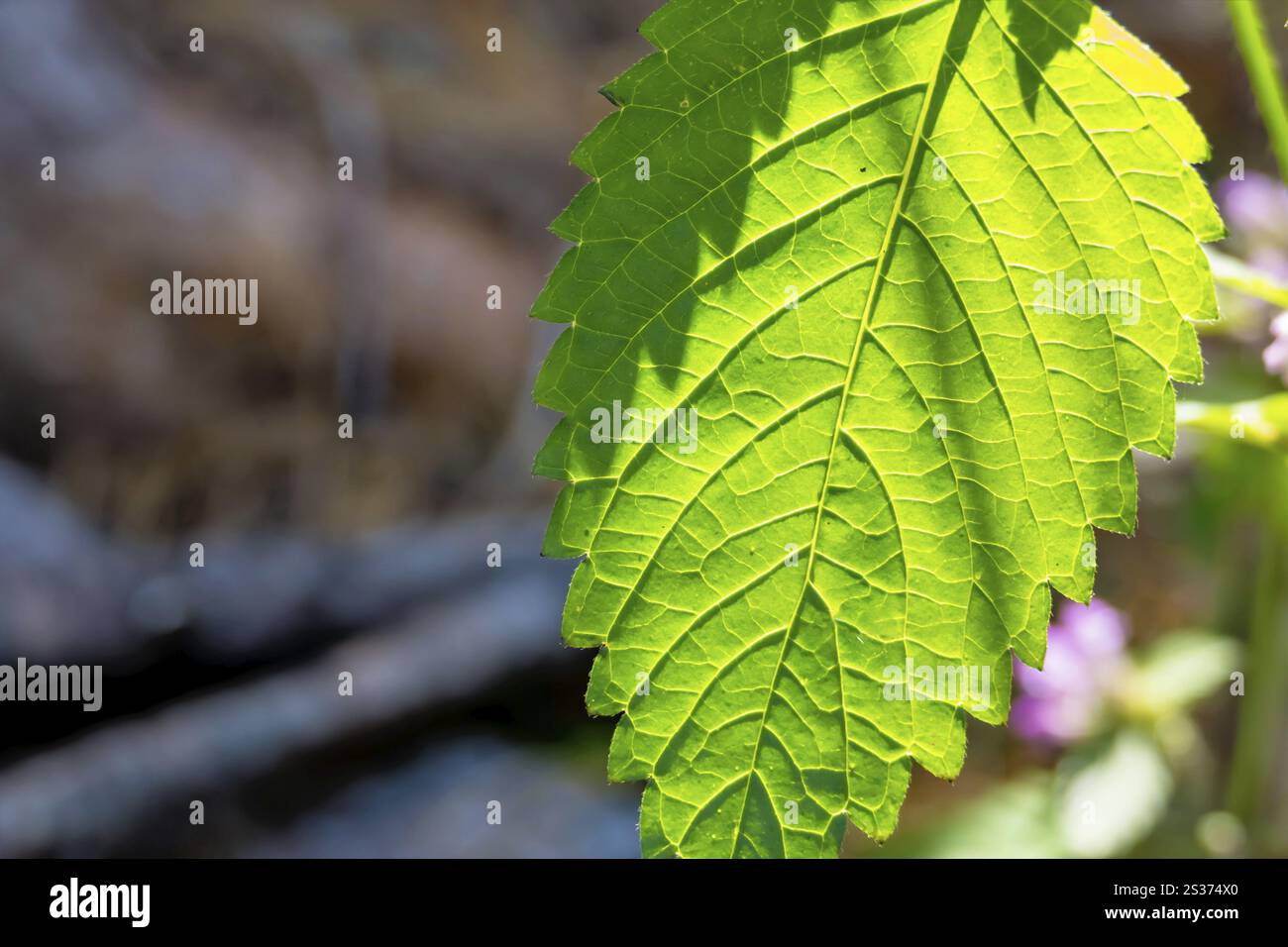Blatt in der Sonne, Symbol des Sommers, Wachstum, Netzwerke Österreich Stockfoto