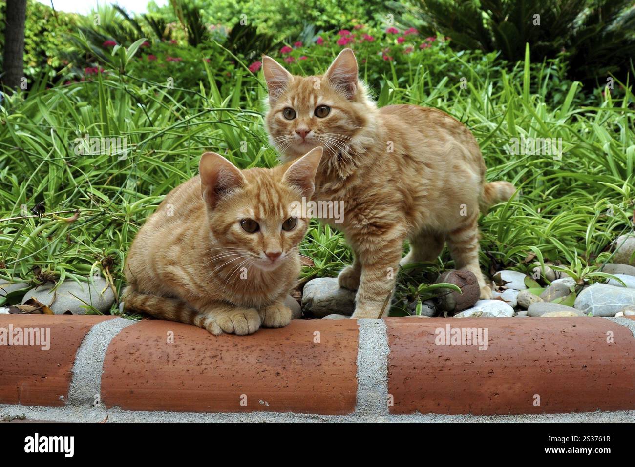 Orange Katzen, junge Katzen Stockfoto