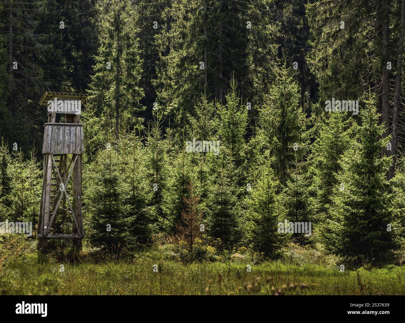 Jagd auf Fell vor jungen Wäldern. Aufforstung nachwachsender Rohstoffe Stockfoto