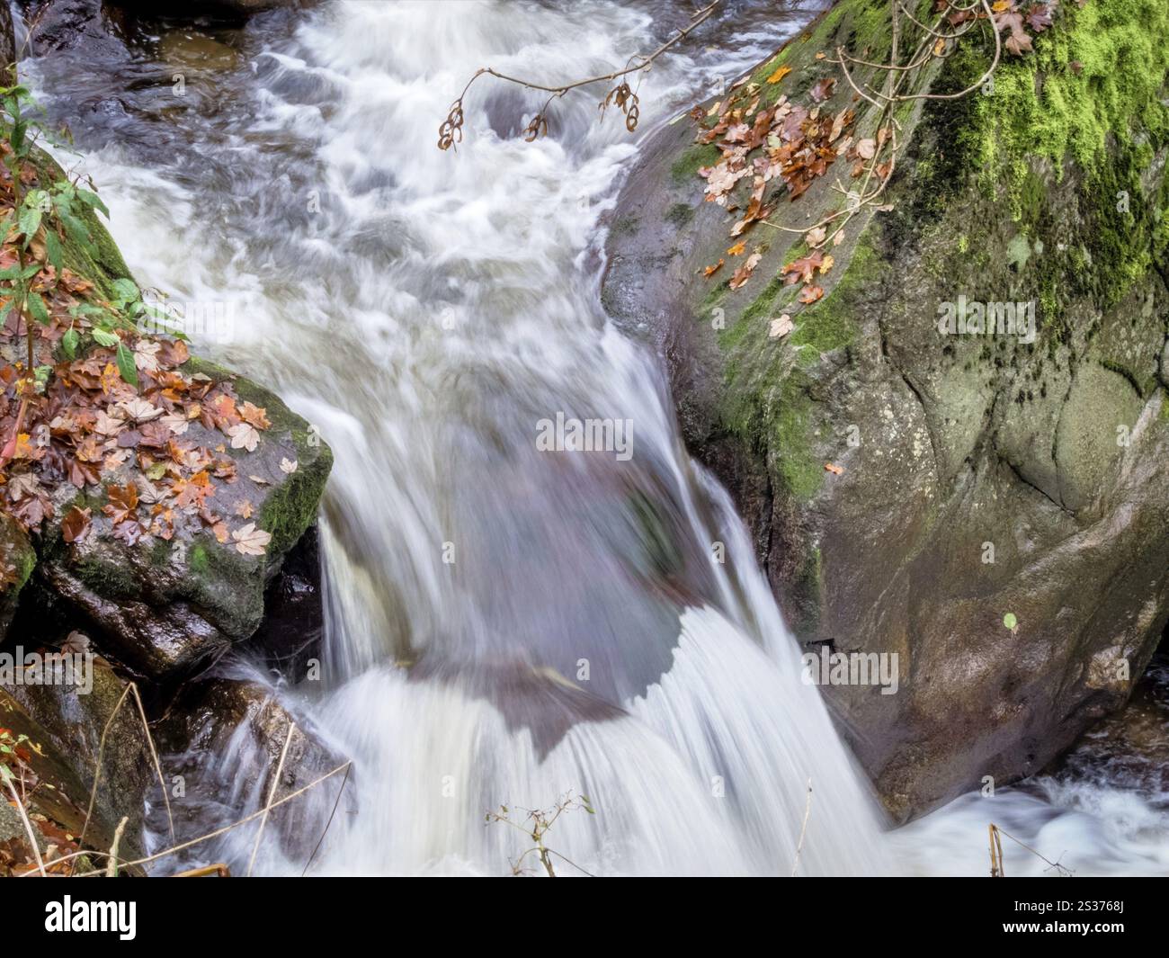 Ein Bach mit Steinen und fließendem Wasser. Erleben Sie die Landschaft in der Natur. Österreich Stockfoto