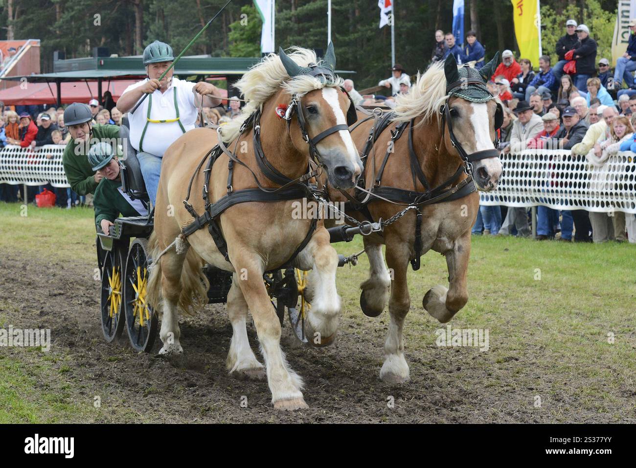 Kaltblütige Pferde als Titanen des Rennens in Brueck, Brandenburg Stockfoto