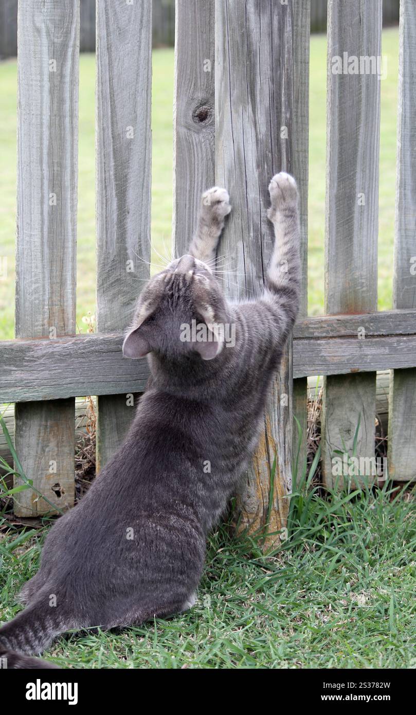 Graue Tabby-Katze kratzt sich seine Krallen an einem hölzernen Zaunpfosten Stockfoto