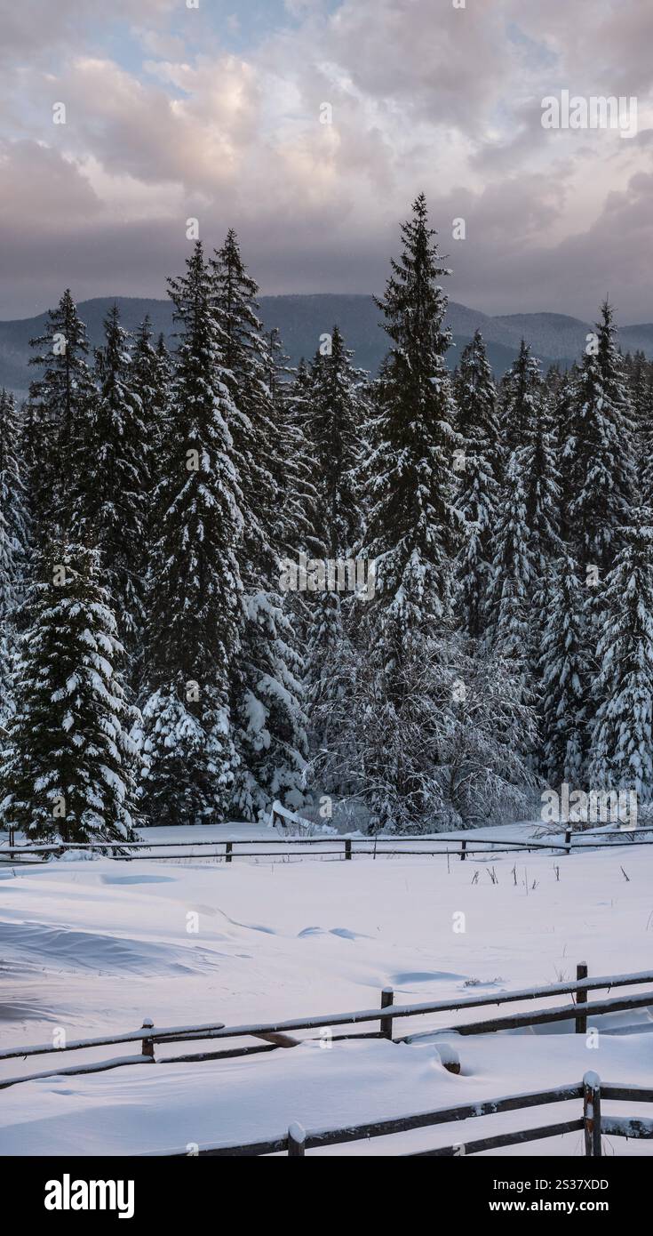 Vor der Morgendämmerung alpinen Berg verschneiten Winter Tannenwald und Schneeverwehungen In der Nähe von Holzzaun auf sekundäre Landstraße Wegrand Stockfoto