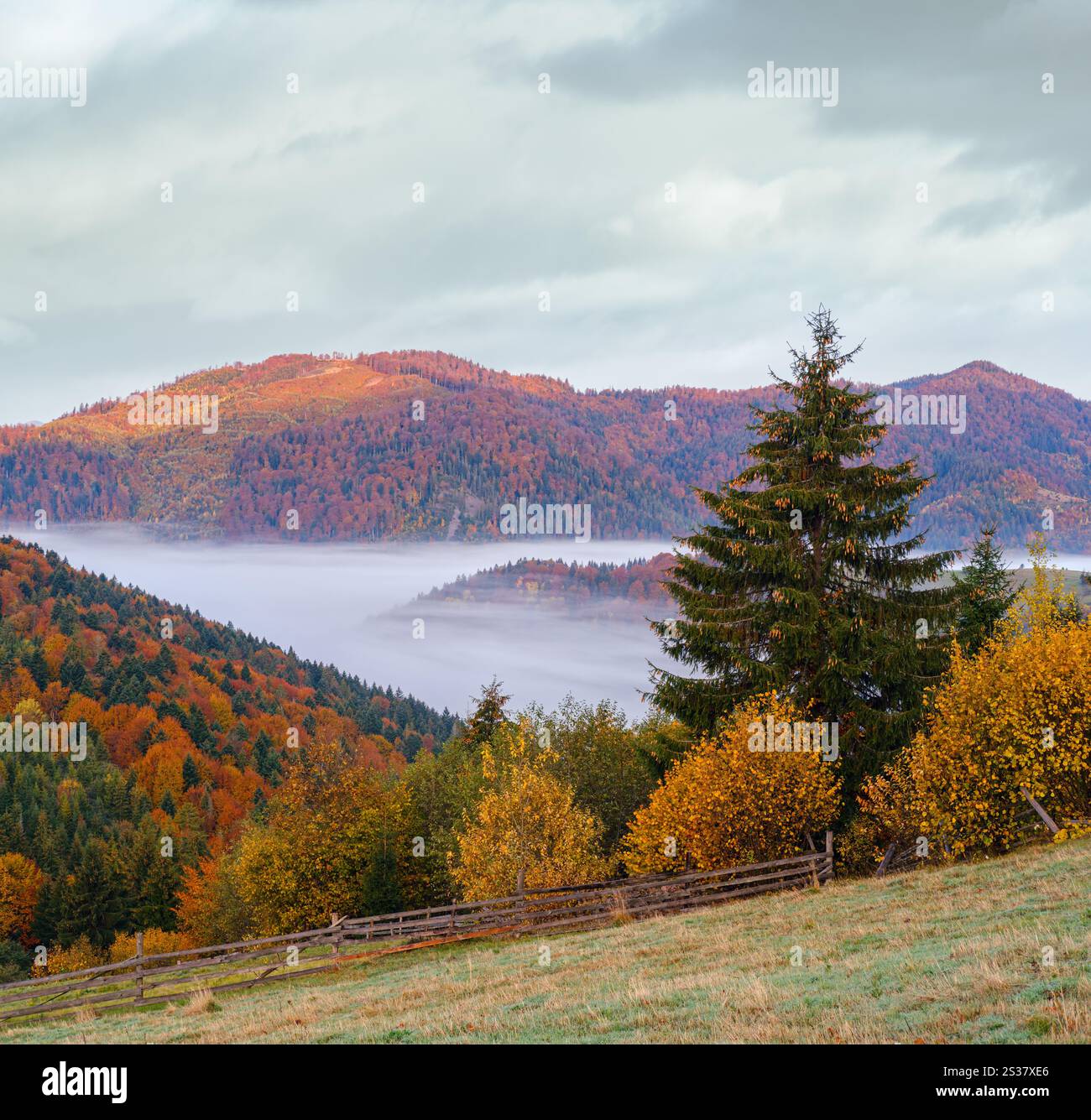 Bewölkter und nebeliger Herbstberg am frühen Morgen vor Sonnenaufgang. Friedliches, malerisches Reisen, saisonales, Natur- und landschaftliches Schönheitskonzept Stockfoto