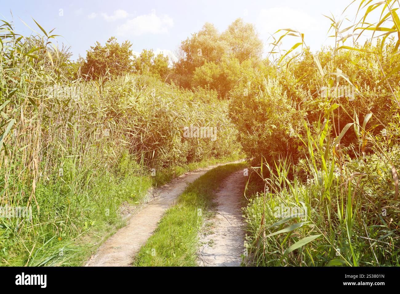 Landschaft auf dem Weg im Sumpffeld. Trockener Feldweg zwischen Sumpfsee. Landschaft auf dem Weg im Sumpffeld Stockfoto