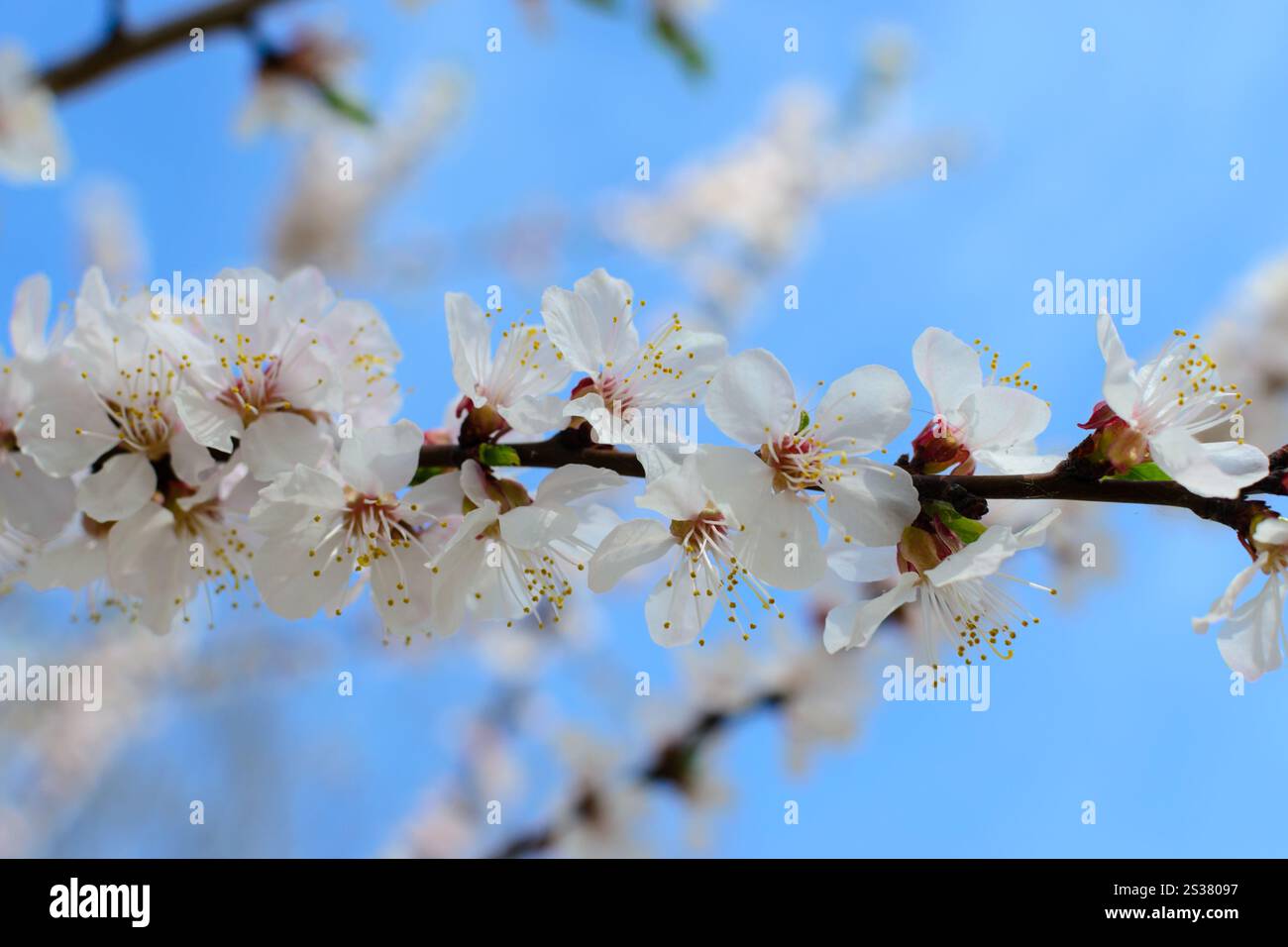 Makrofoto Baumblumen. Makro Baumblumen Stockfoto
