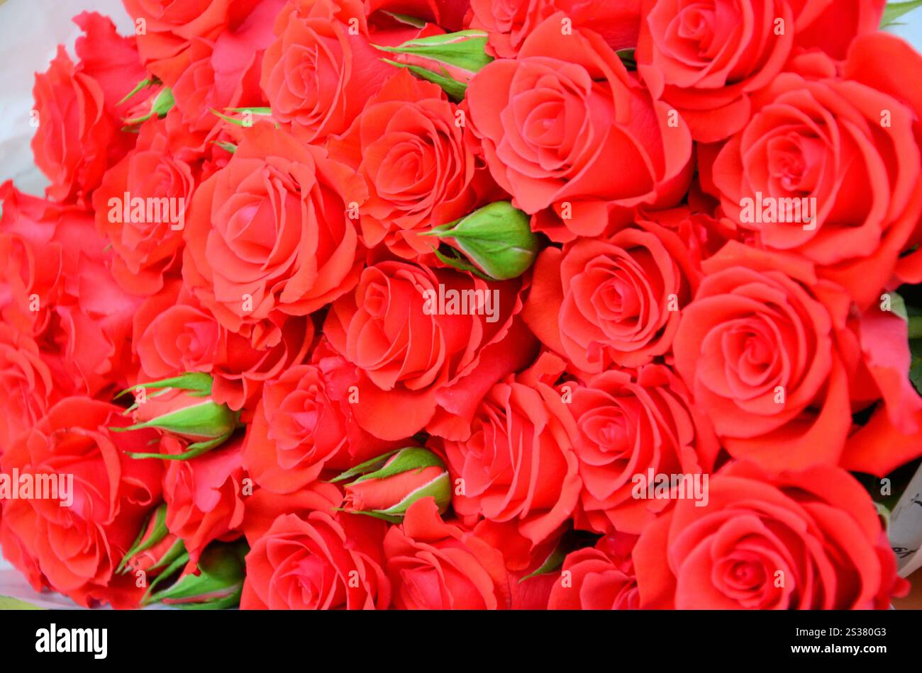 Nahaufnahme von hellen Haufen frisch geschnittener großer, schöner roter Rosen. Nahaufnahme mit einem Haufen frischer, schöner roter Rosen Stockfoto