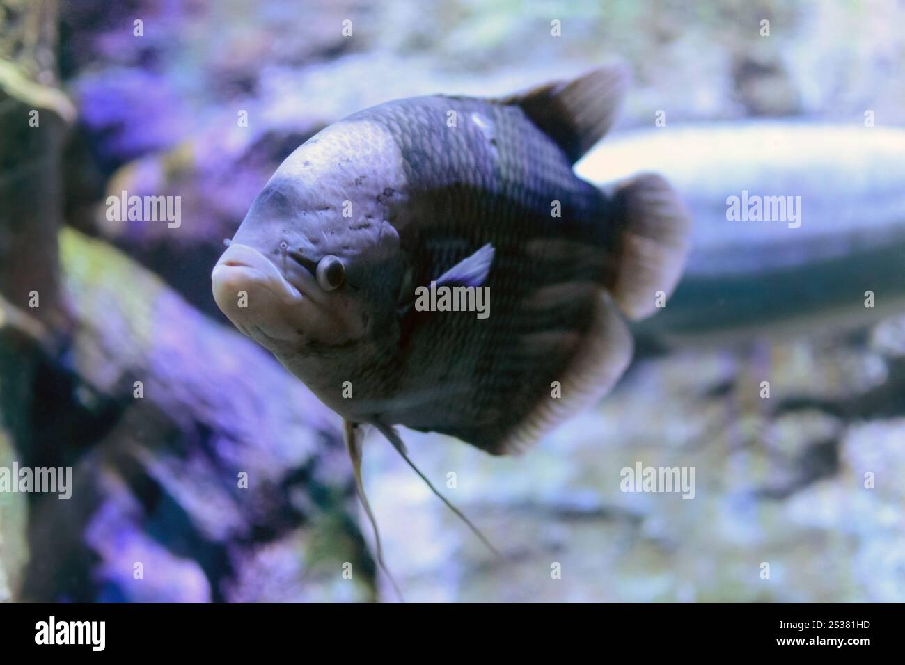 Großes Makrofoto tropischer exotischer Fische. Big Fish Makrofoto Stockfoto