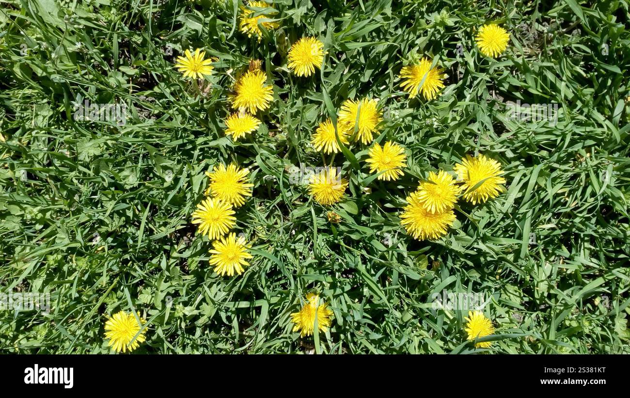 Blühende gelbe Löwenzahnblüten auf einer Wiese, Blick von oben Stockfoto