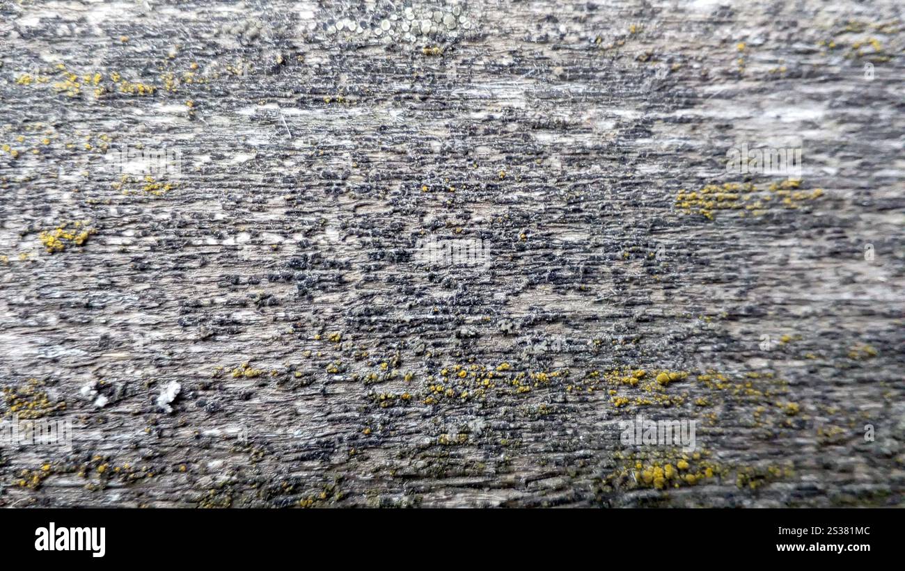 Makrofoto der Baumstruktur. Hintergrund des Kopierbereichs Stockfoto