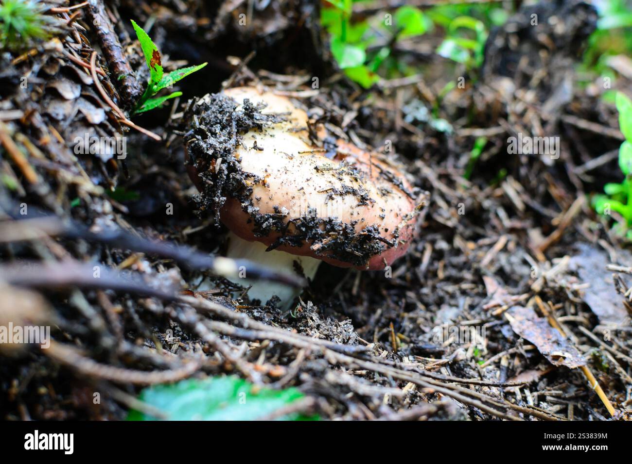 Pilz im Wald bricht durch die Makrofotos des Rasenflächen. Pilze im Wald brechen durch den Rasen Stockfoto
