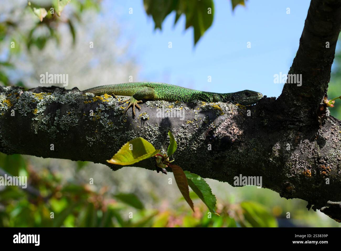 Eidechse auf einem Baumzweig Frühlingsfoto. Eidechse auf einem Baumzweig Frühjahrsfoto Stockfoto