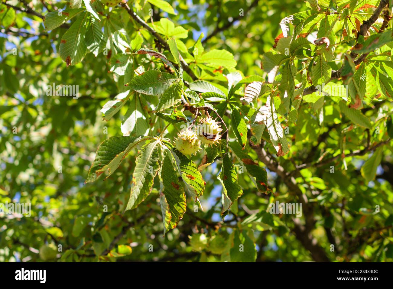 Herbstdornkastanien hängen an einem Baum. Naturfoto. Herbstdornkastanien hängen an einem Baum Stockfoto