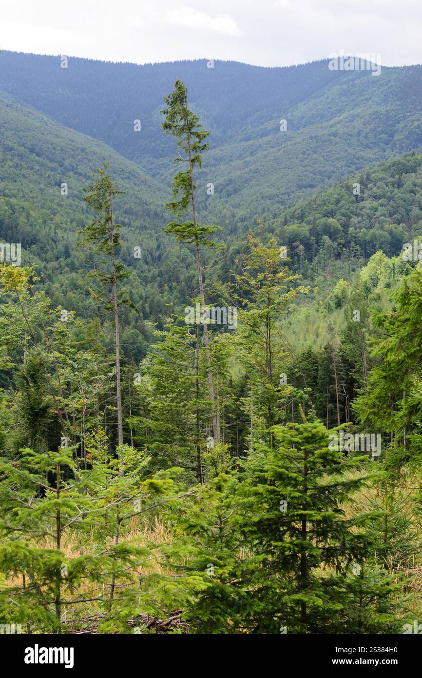 Landschaft Wald und Berge vertikales Foto. Landschaft Wald und Berge Stockfoto