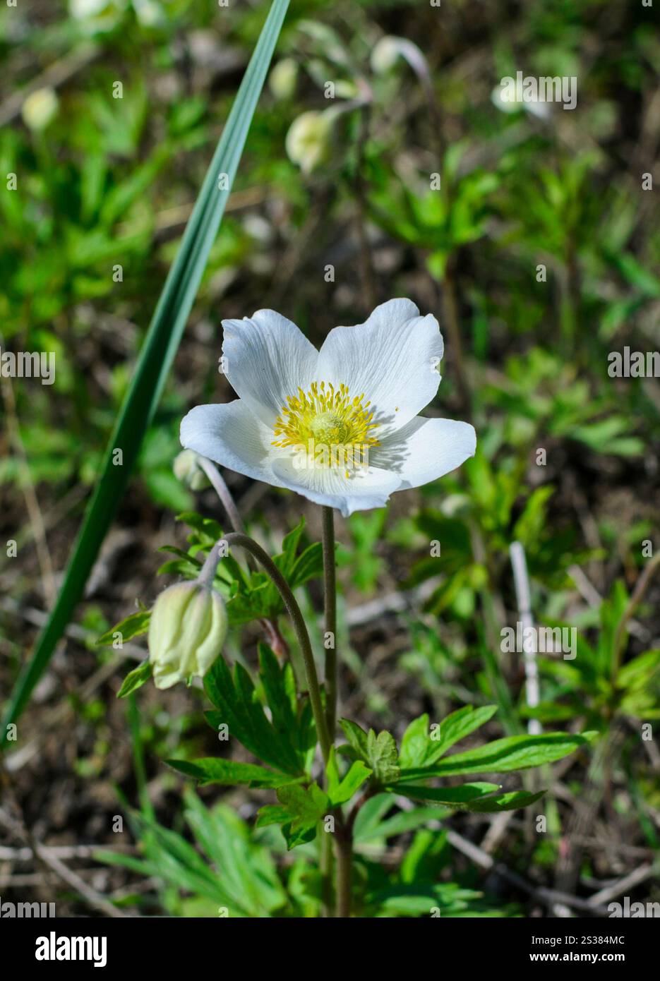 Weiße Blume mit einer Knospe im april-Naturfoto. Weiße Blume mit einer Knospe april Foto Stockfoto