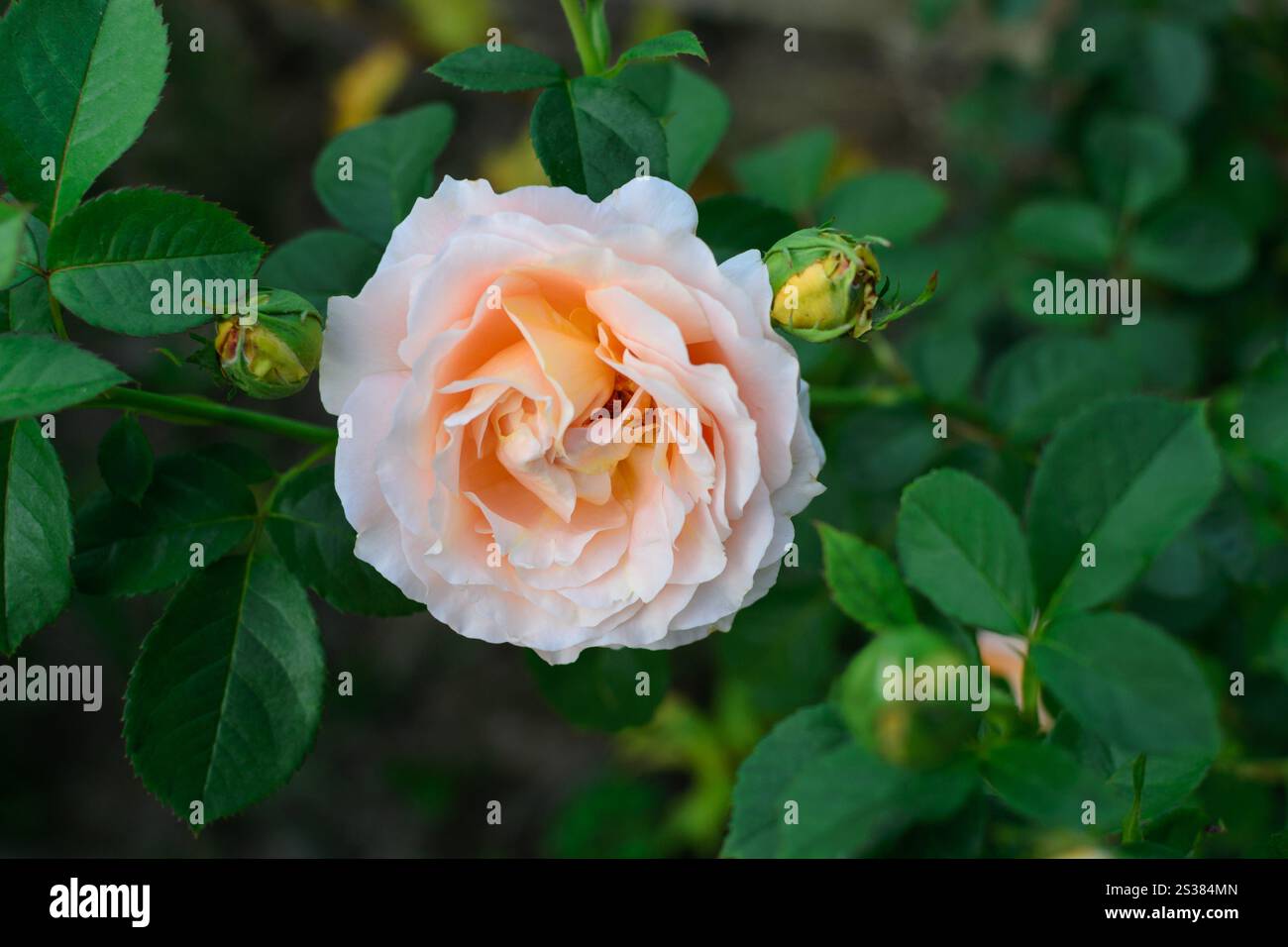 Wilde weiße rosa Rosenblüte auf einem unscharfen Hintergrund. Foto Natur. Wilde weiße rosa Rosenblüte auf einem unscharfen Hintergrund Stockfoto