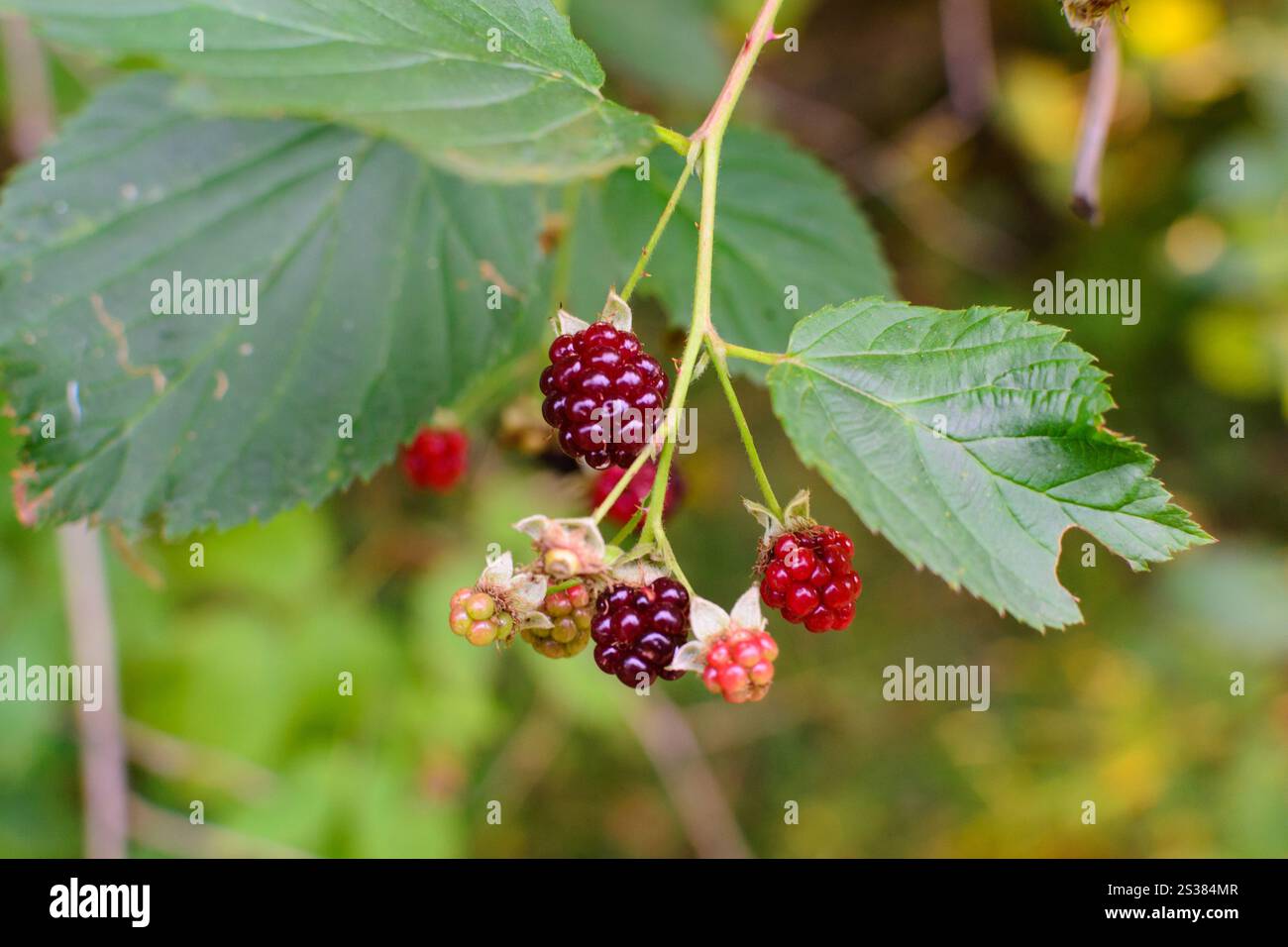 Wilde Pflanzenraspbeeren natürliche Umwelt im Wald. Foto Natur. Wilde Pflanzenraspbeeren natürliche Umwelt im Wald Stockfoto