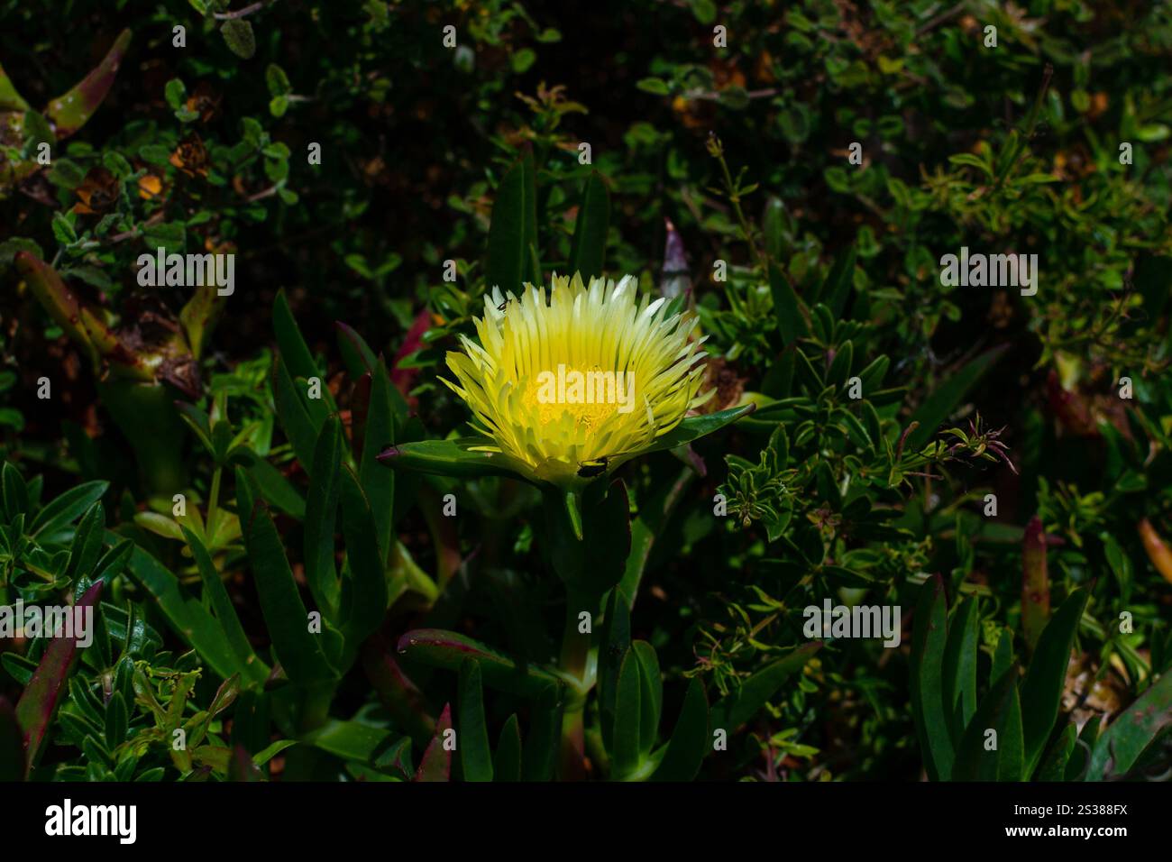 Eine Wildblume im Dschungel auf dunklem Hintergrund in der Vegetation. Eine wilde Blume im Dschungel auf dunklem Hintergrund inmitten der Vegetation. Stockfoto