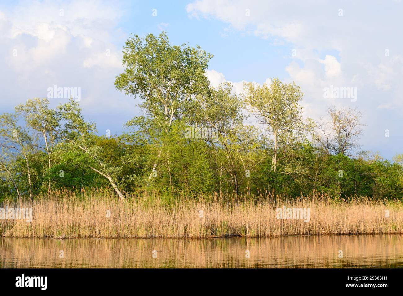 Natur am See, Birken und Schilf, wunderschöne Landschaft. Ohne Menschen. Stockfoto