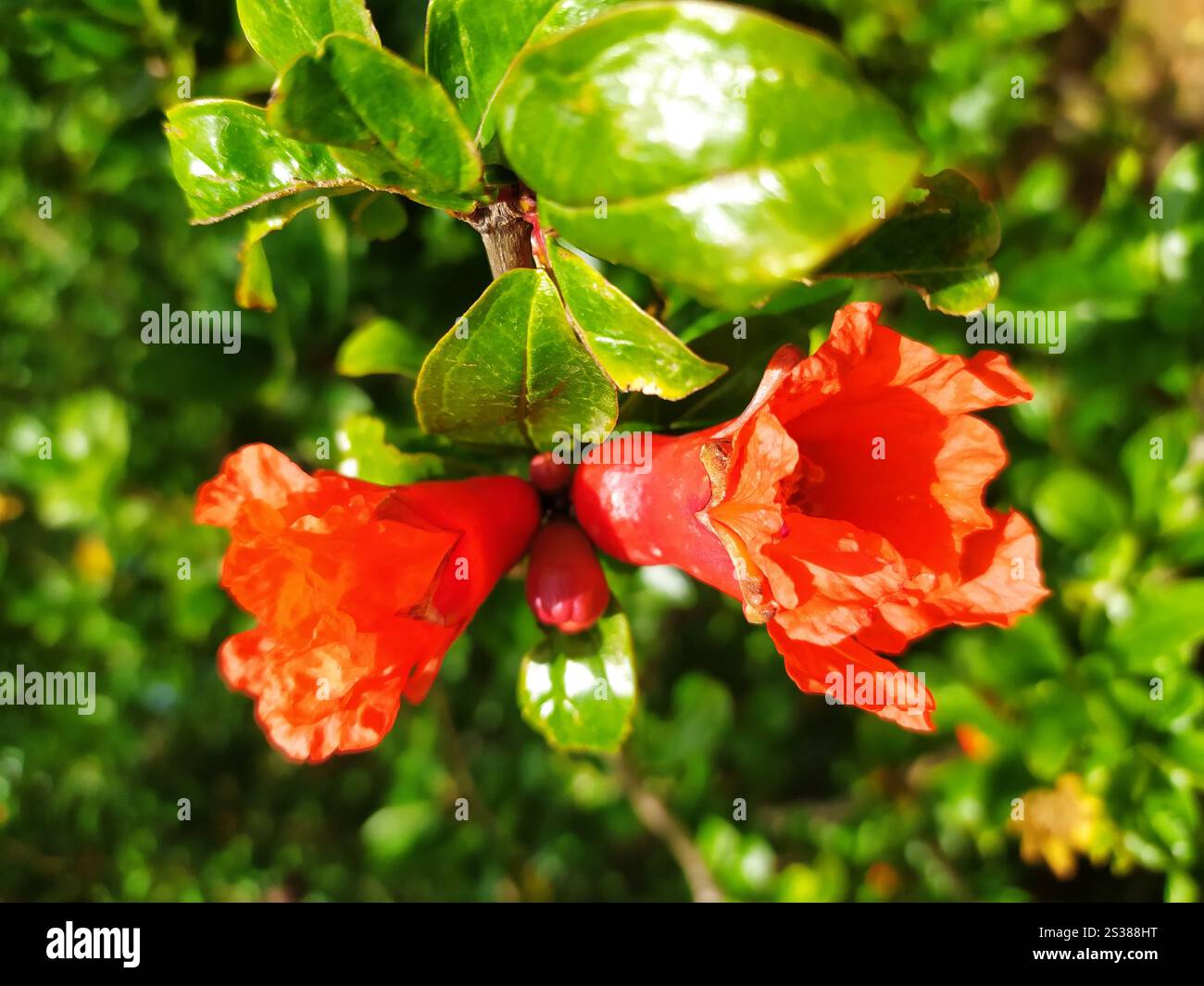 Blühender Granatapfelbaum. Makrofoto einer Blume und eines Laubs. Wunderschöne Natur aus nächster Nähe. Blühender Granatapfelbaum. Makrofoto einer Blume Stockfoto