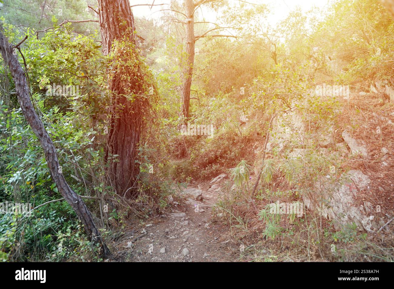 Tropische Dschungel Südostasiens im august. Wilde Wege durch trockenen Wald und viele grüne Pflanzen. Tropische Dschungel Südostasiens im august Stockfoto