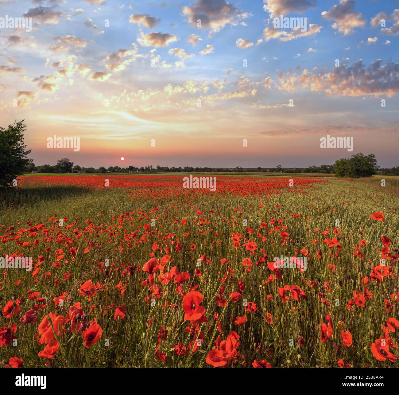 Wunderschöne ukrainische Landschaft Frühlingslandschaft mit Weizenfeld und roten Mohnblumen, Ukraine, sonniger Tag, blauer Himmel mit Wolken. Stockfoto