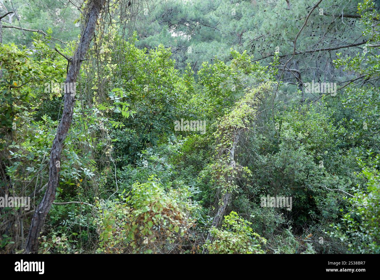 Tropische Dschungel Südostasiens im august. Wilde Wege durch trockenen Wald und viele grüne Pflanzen. Tropische Dschungel Südostasiens im august Stockfoto