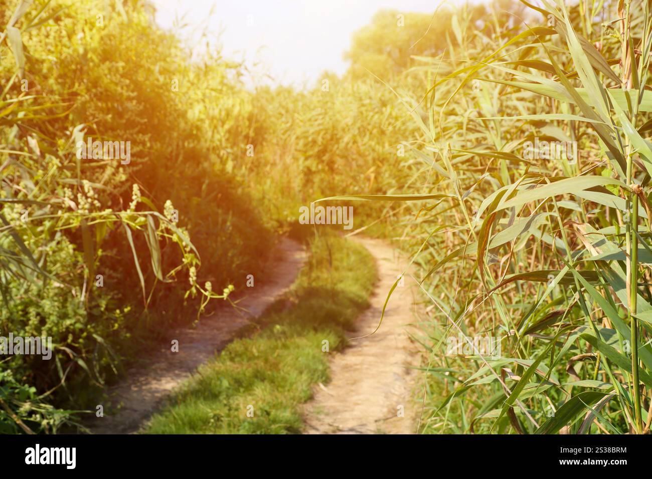 Landschaft auf dem Weg im Sumpffeld. Trockener Feldweg zwischen Sumpfsee. Landschaft auf dem Weg im Sumpffeld Stockfoto