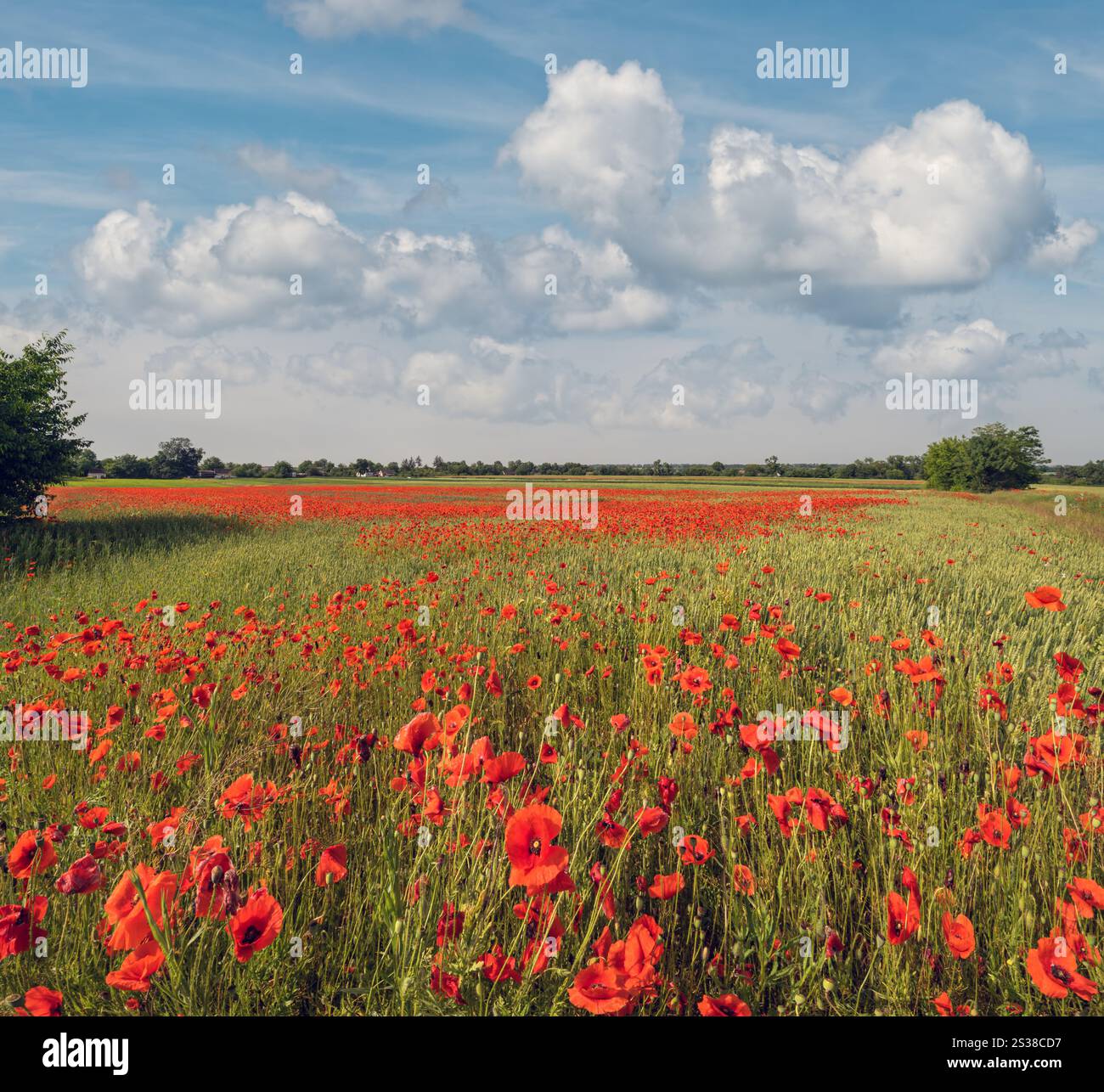 Wunderschöne ukrainische Landschaft Frühlingslandschaft mit Weizenfeld und roten Mohnblumen, Ukraine, sonniger Tag, blauer Himmel mit Wolken. Stockfoto