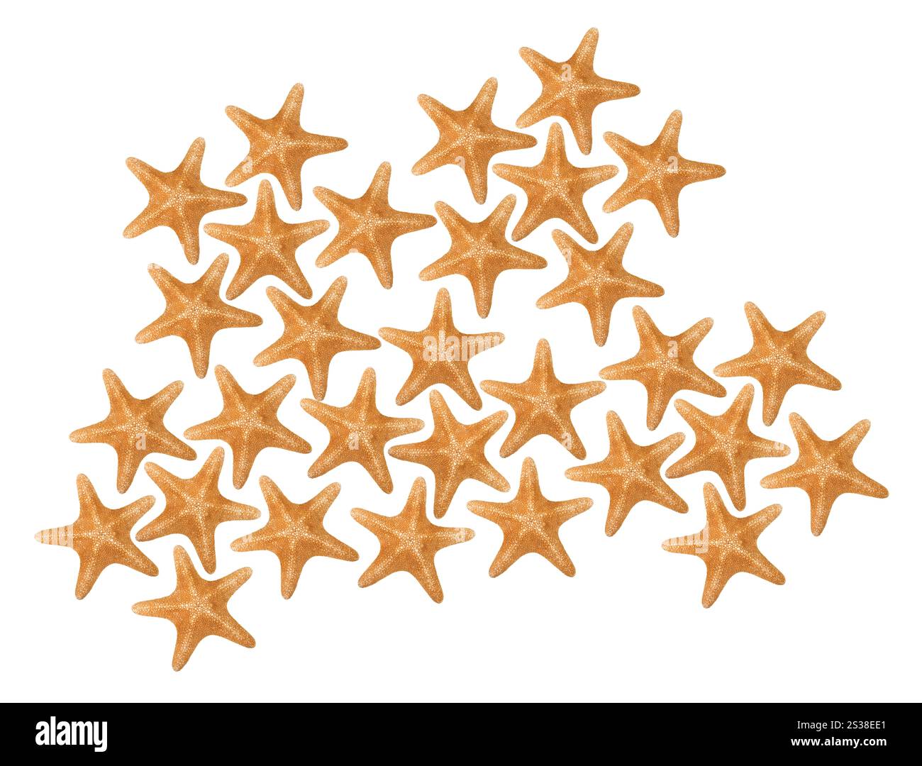 Orangefarbene Seastare isoliert auf weißem Hintergrund. Orangene Seastare isoliert Stockfoto