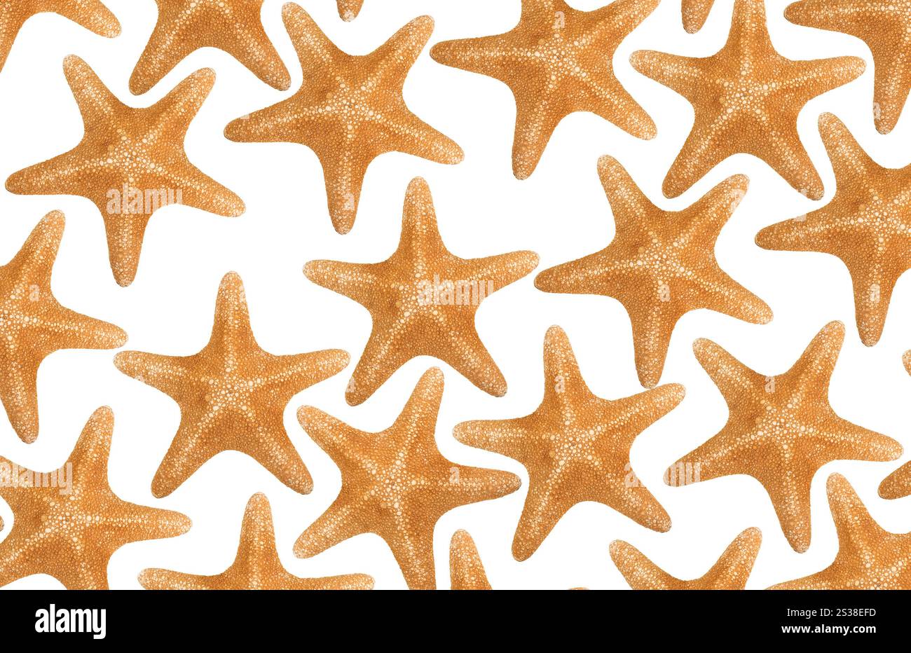 Orangefarbene Seastare isoliert auf weißem Hintergrund. Orangene Seastare isoliert Stockfoto