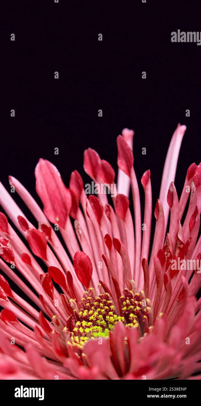 dahlienblume auf schwarzem Hintergrund. dahlienblume Stockfoto