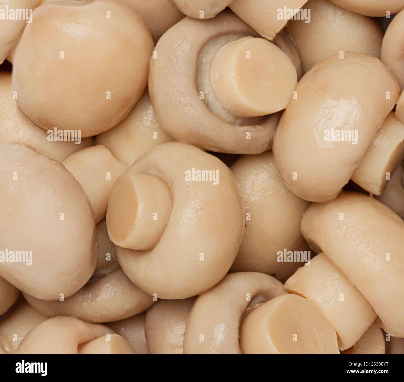 Pilze Champignon Nahaufnahme Hintergrund Stockfoto