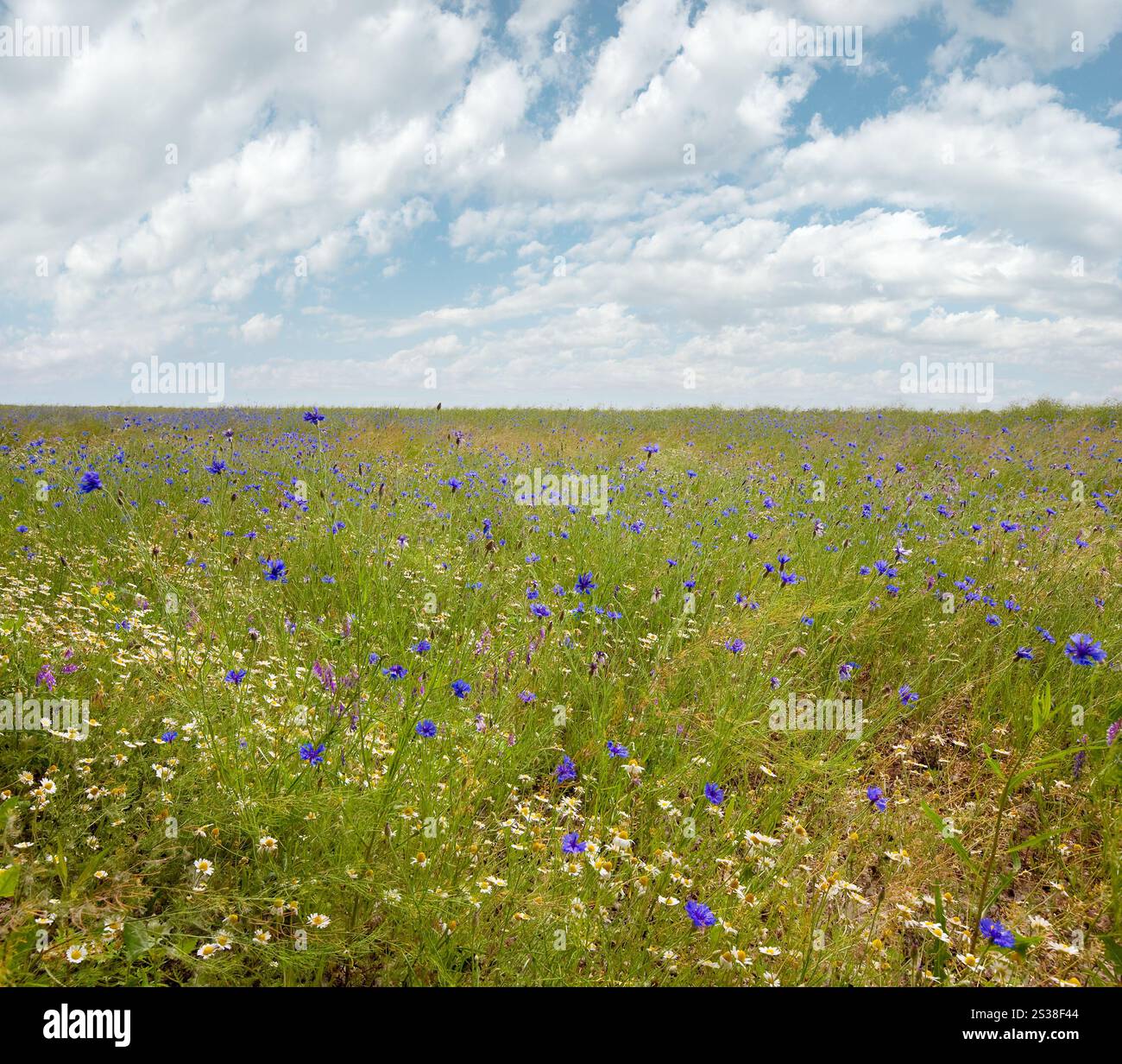 Schöne Sommerwiese mit White Daisy und blaue Flockenblume Blumen. Stockfoto